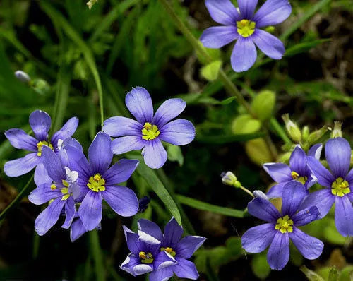 Western Blue-Eyed Grass Seeds, 100 Count, Perennial, Sisyrinchium bellum - Vibrant Blue Flowers for Eco-Friendly Gardens