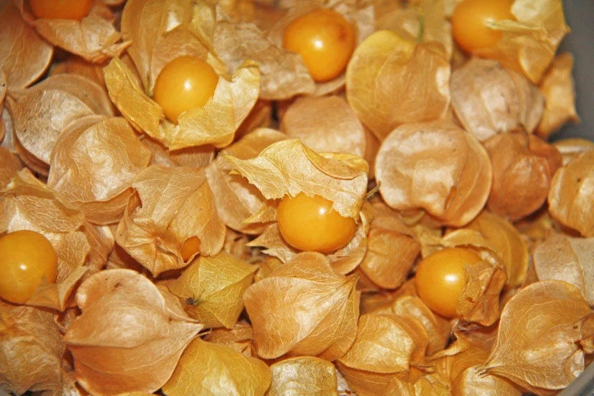 Ground Cherry Seeds - 250+ Organic Heirloom Seeds - Physalis pruinosa - Sweet Fruit for Home Gardening