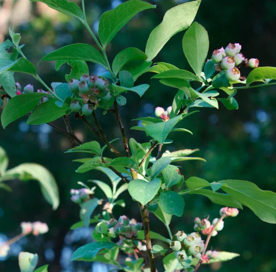 Live Biloxi Blueberry Plant - 4-6" Tall - Soil-Wrapped Roots - Vaccinium ashei - Set of 1 for Home Gardens and Containers
