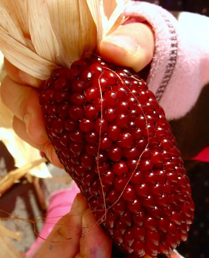 1000+ Strawberry Ruby Corn Seeds - Organic Heirloom Popcorn - Sweet Flavor - Zea Mays Everta - Non-GMO Gardening Seeds