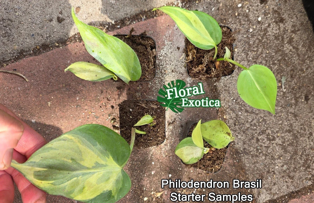 Philodendron Brasil Starter Plants - Rooted Nodes - Easy Care Houseplant - Philodendron hederaceum 'Brasil' for Indoor Gardening