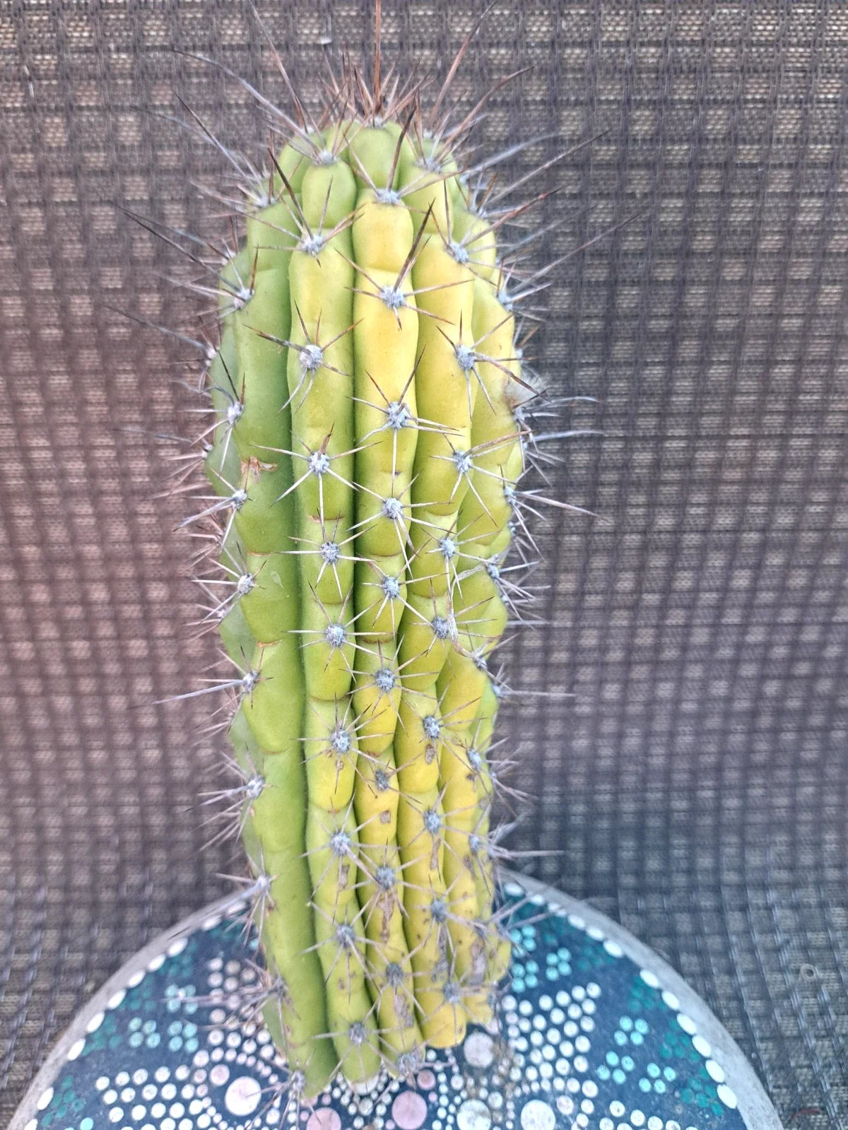 Cereus Thelegonus Cactus Cutting 7.5" - Unique Indoor Succulent Plant for Home Decor - Cactus Collection - Cereus thelegonus