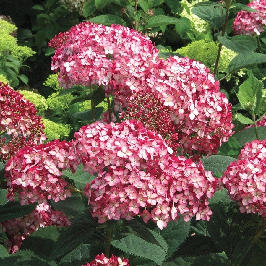 Rare Smooth Hydrangea Cuttings - 5 Rooted Ruby Plants - Hydrangea arborescens 'Ruby' - Vibrant Ruby-Red Blooms for Garden