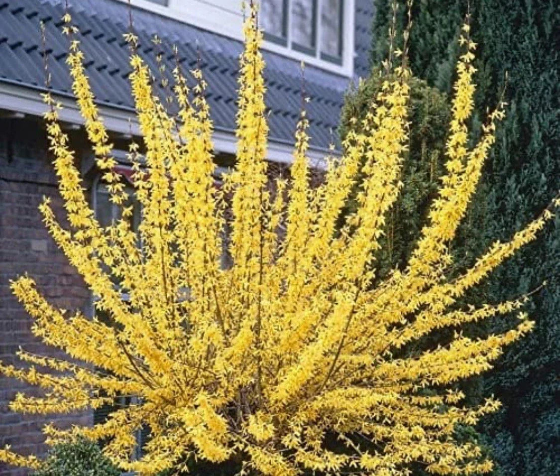 Forsythia Plant - 2-3 Year Old - Yellow Blooms - Forsythia x intermedia - Hardy Shrub for Hedges & Borders
