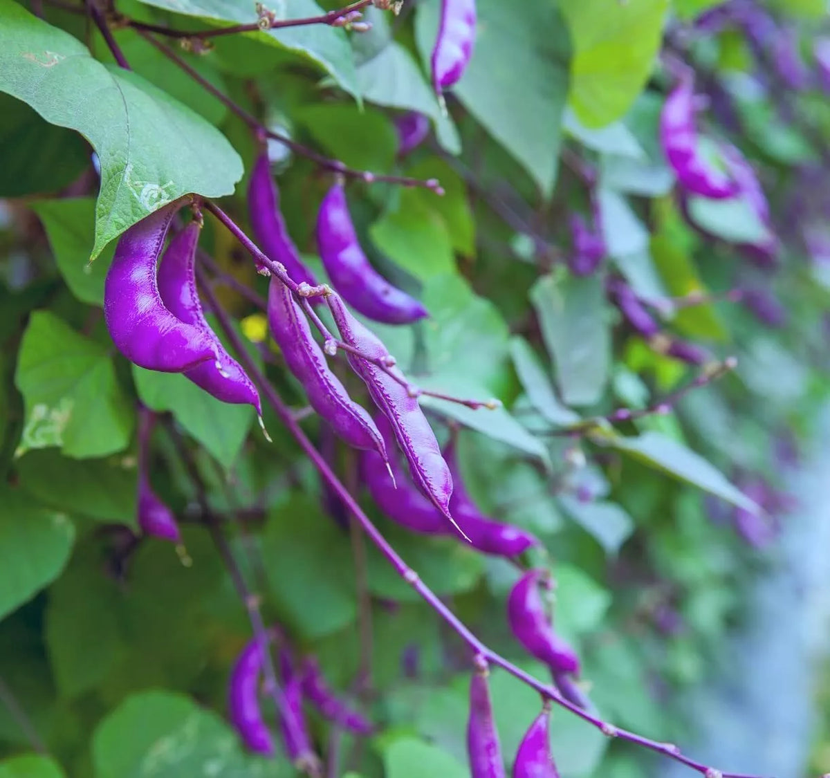 Purple Hyacinth Bean Vine Seeds - 15 Seeds - Purple Pods - Dolichos lablab - Edible & Ornamental Climbing Vine