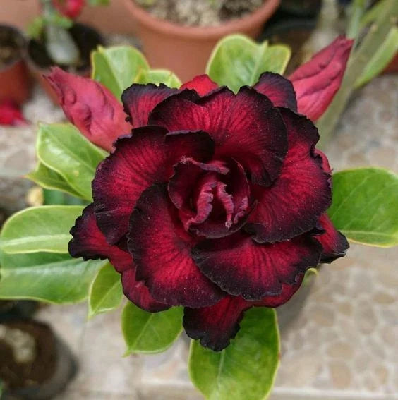 Red Black Desert Rose Seeds - 4 High-Quality Adenium obesum - Vibrant Perennial Flower Seeds for Indoor & Outdoor Gardening