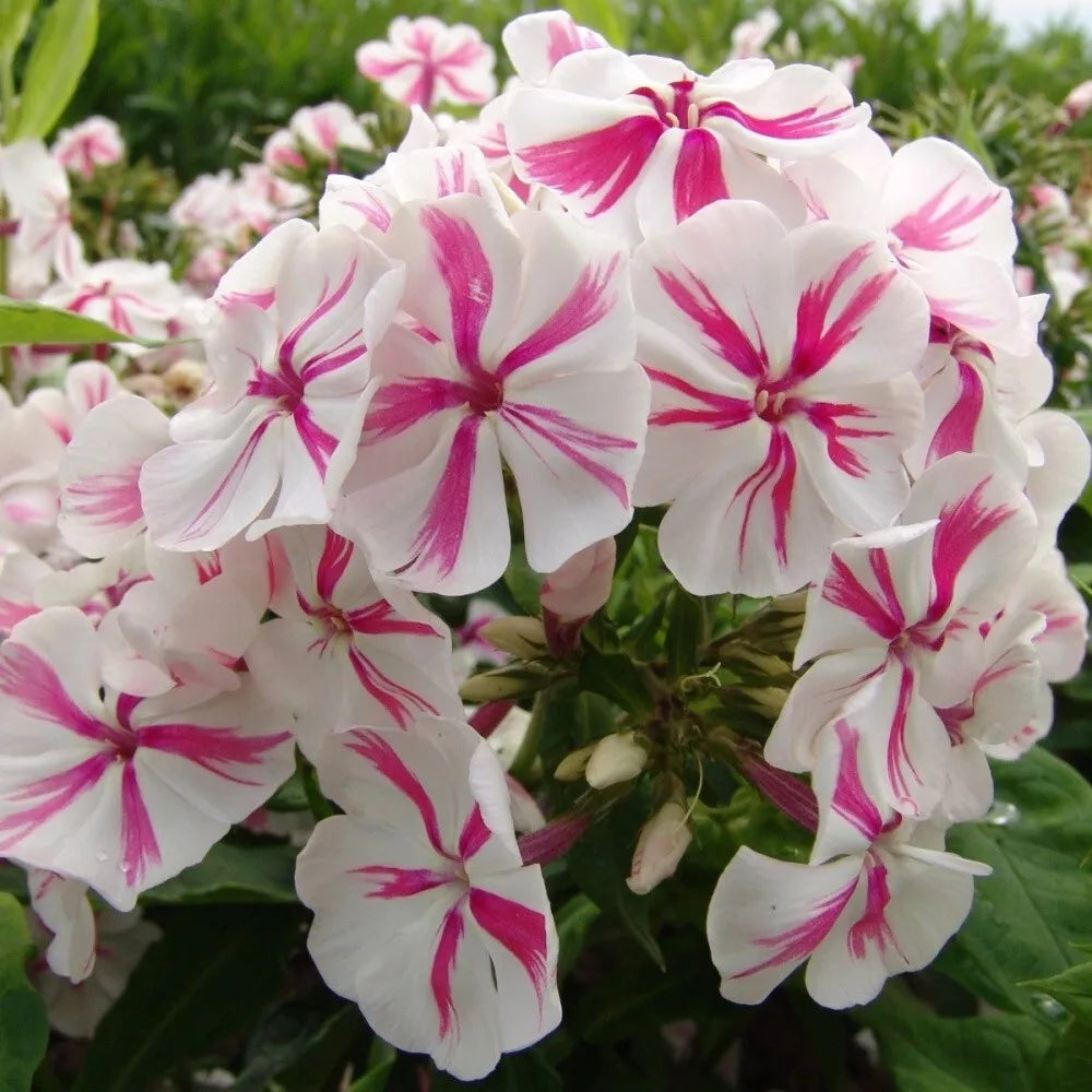 Twister Phlox Seeds - 50 Perennial Flower Seeds, Butterfly Attracting, Phlox paniculata, Vibrant Colors, US Seller