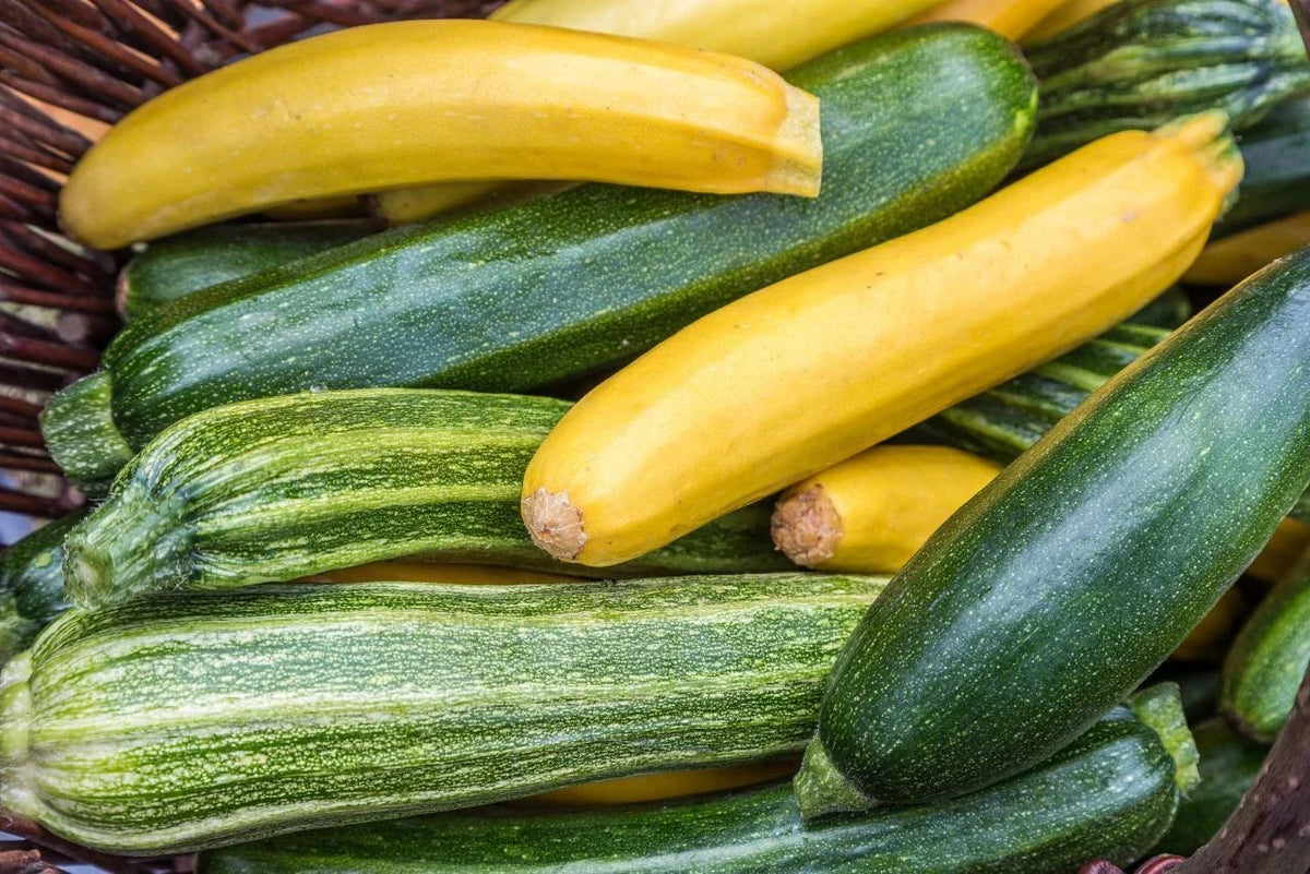 Zucchini Seeds Mixture - 50 Pack of Non-GMO Fresh Squash Varieties - Cucurbita pepo for Home Gardening and Cooking