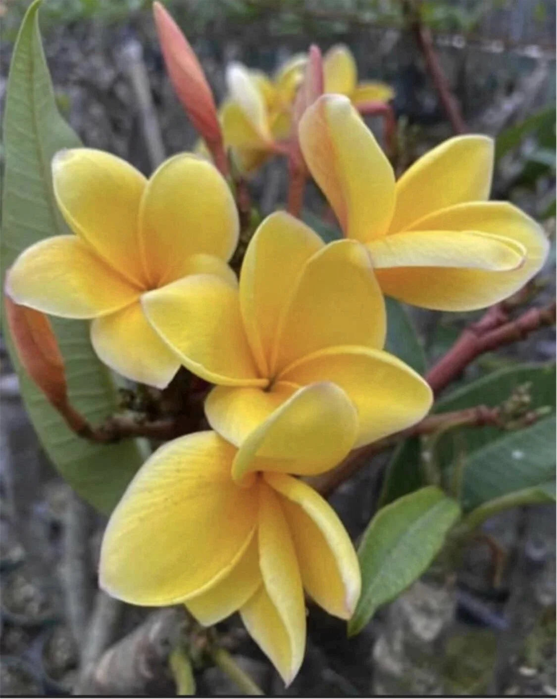 Rooted Plumeria Plant Cutting 16" Aztec Gold Frangipani Plumeria spp. Tropical Flowering Plant for Garden or Indoor Decor