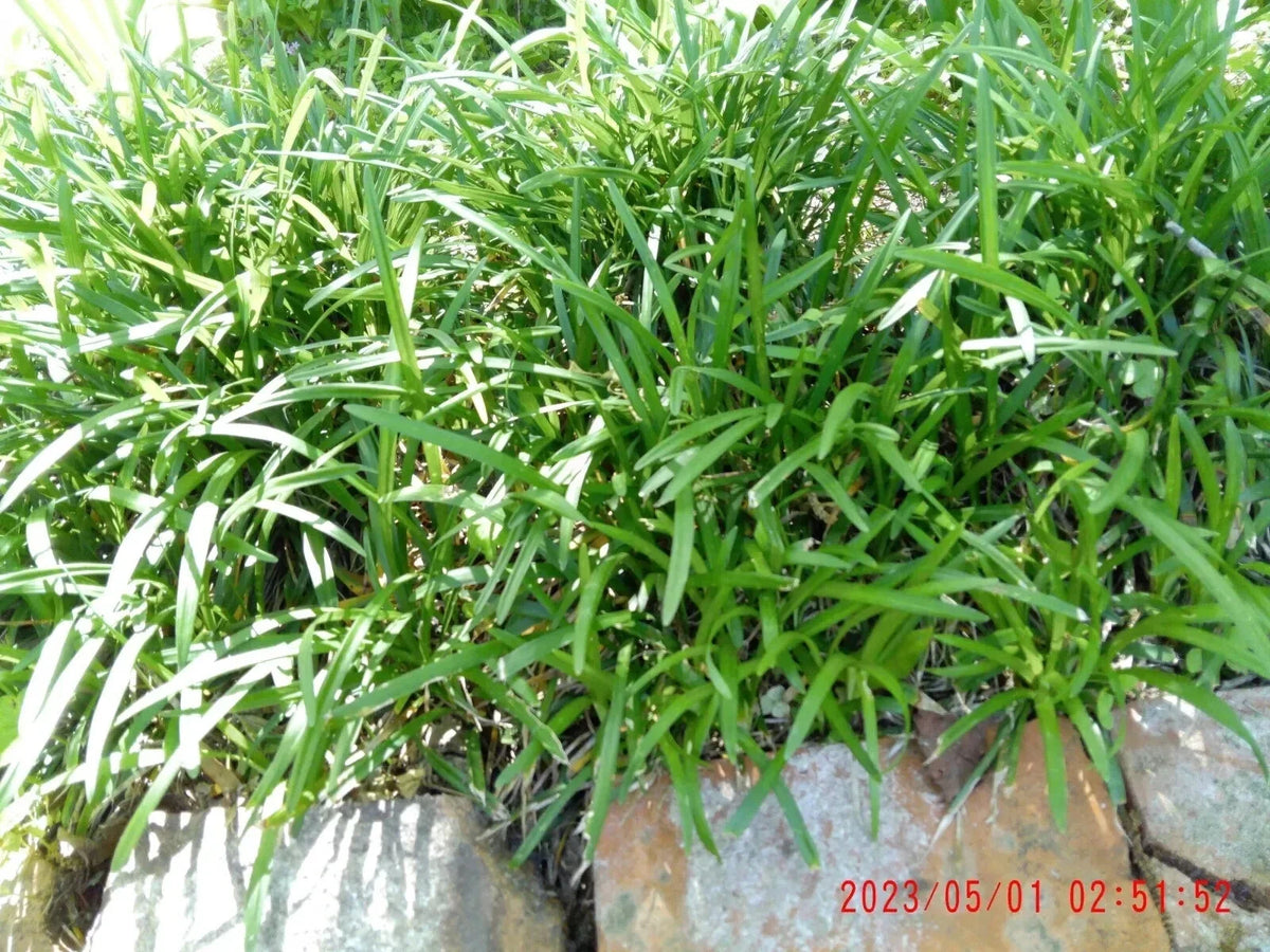 Monkey Grass Plants - 25 Bare Root Liriope Muscari - Low Maintenance Ground Cover Perennial for Garden Landscaping
