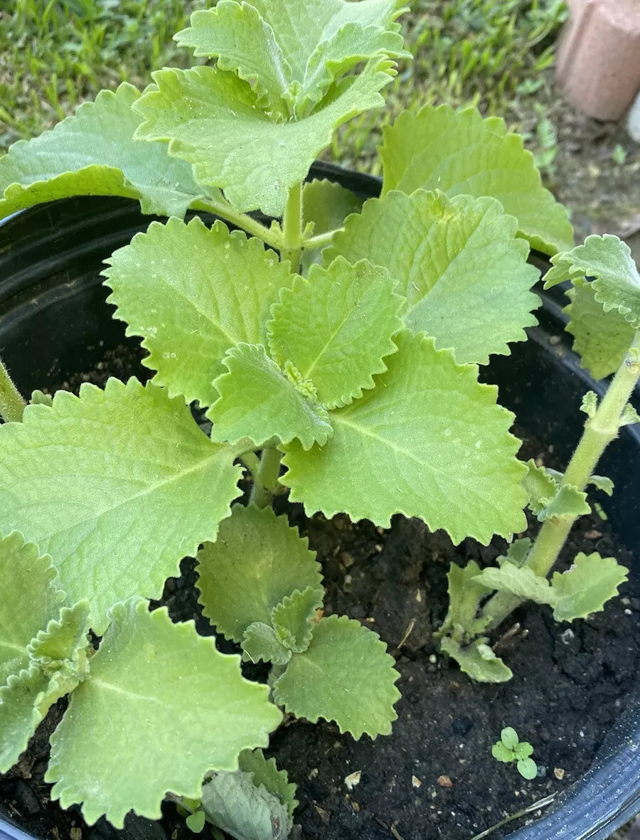 Cuban Oregano Plants 5-8" Well Rooted Mexican Mint Plectranthus amboinicus - Aromatic Culinary Herb for Gardens
