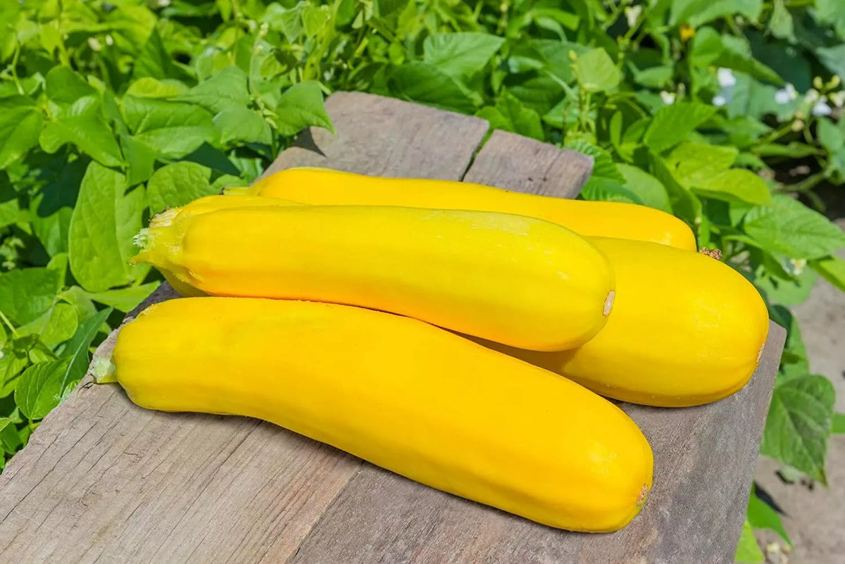 50 Summer Squash Seeds for Planting, Nutritious Varieties, Cucurbita pepo, Made in USA