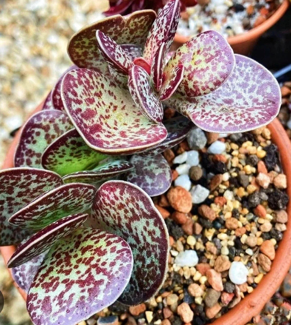Succulent Plant 1 Chocolate Drop Adromischus Maculatus Grey-Green Leaves Purple Spots Indoor/Outdoor Zone 9a
