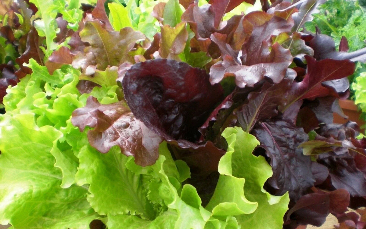 Gourmet Salad Blend Lettuce Seeds 500+ Non-GMO Lactuca sativa for Vegetable Garden Planting, Easy to Grow, Fresh Greens