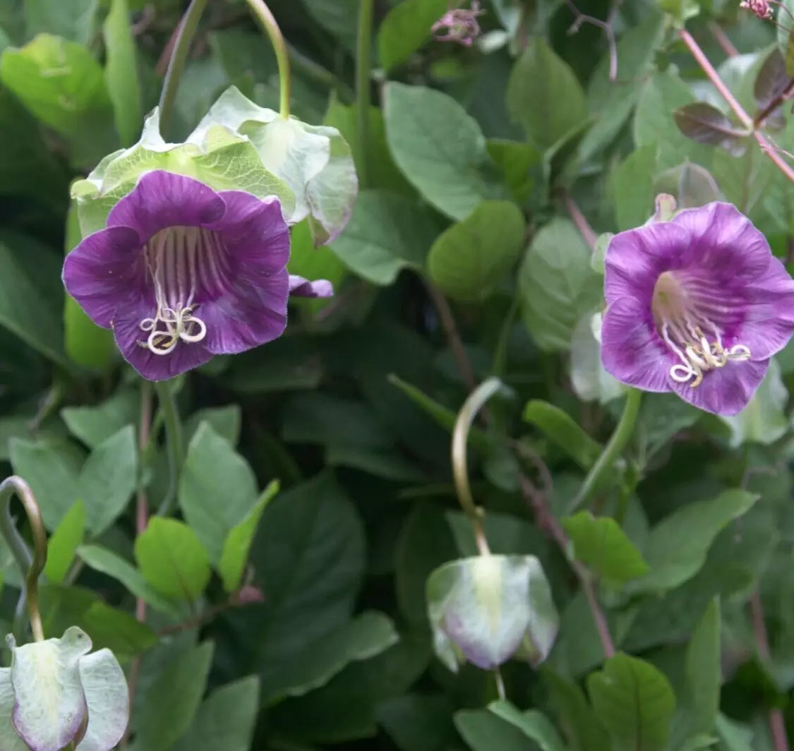 Cobaea Violet Cathedral Bells Vine Seeds - 5 Non-GMO Seeds - Cup & Saucer Flower - Cobaea scandens