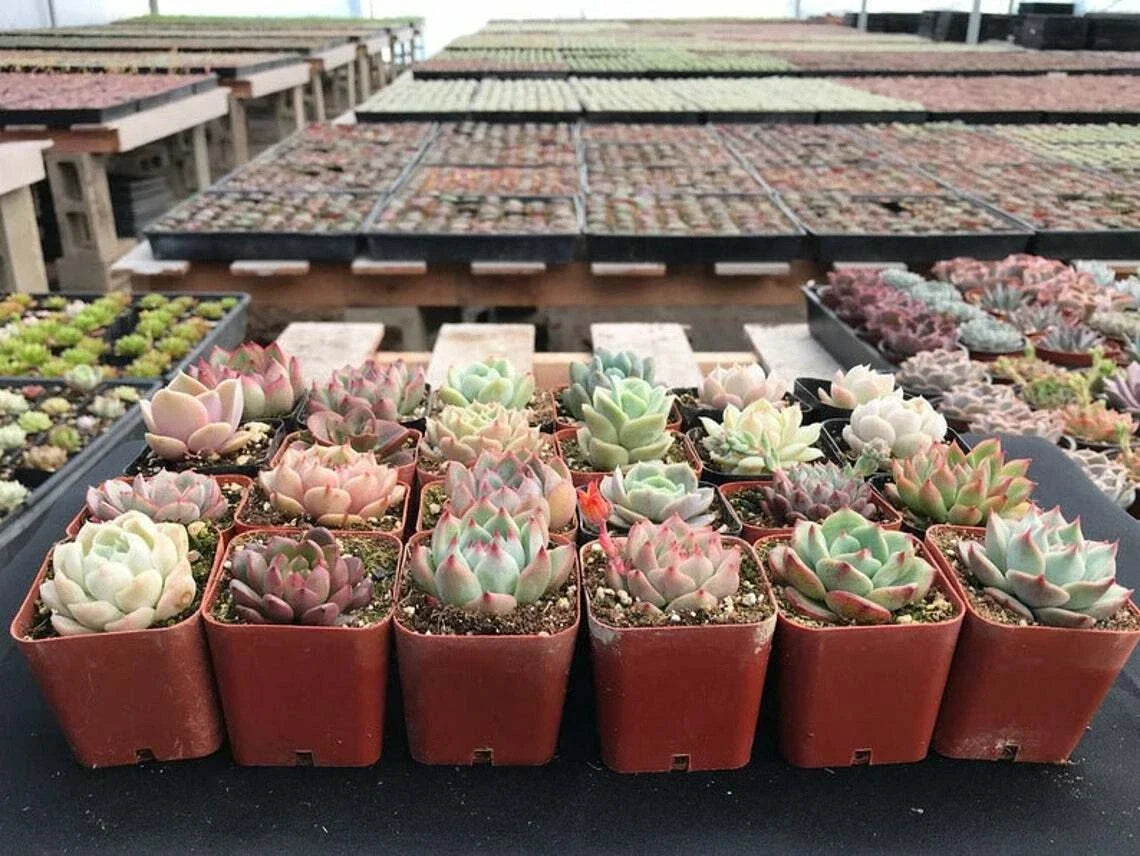 Assorted Echeveria Succulent Plants - 70 Pack - 2 Inch Planters - Low Maintenance Rosette Varieties - Echeveria spp.