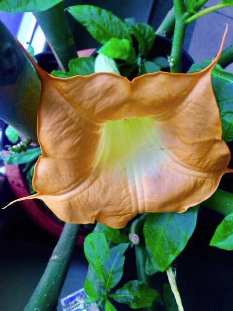 Brugmansia Cuttings - 3 Fresh Cuttings - Angel's Trumpet - Brugmansia spp. - Easy to Propagate for Stunning Gardens