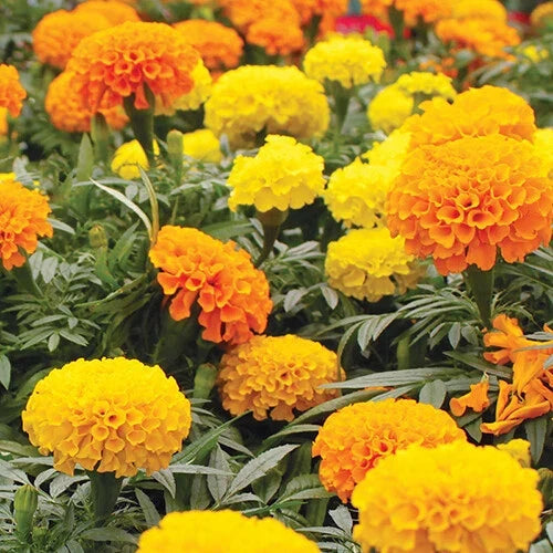 Marigold Seeds CrackerJack Mix | 100 Heirloom Flower Seeds | Non-GMO Tagetes erecta | Vibrant Orange Yellow Gold Mix