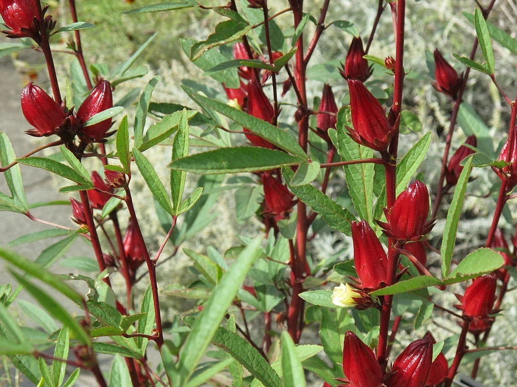 50 Roselle Seeds - Organic Asian Sour Leaf Hibiscus sabdariffa - Culinary Herb for Home Gardens - Free Shipping