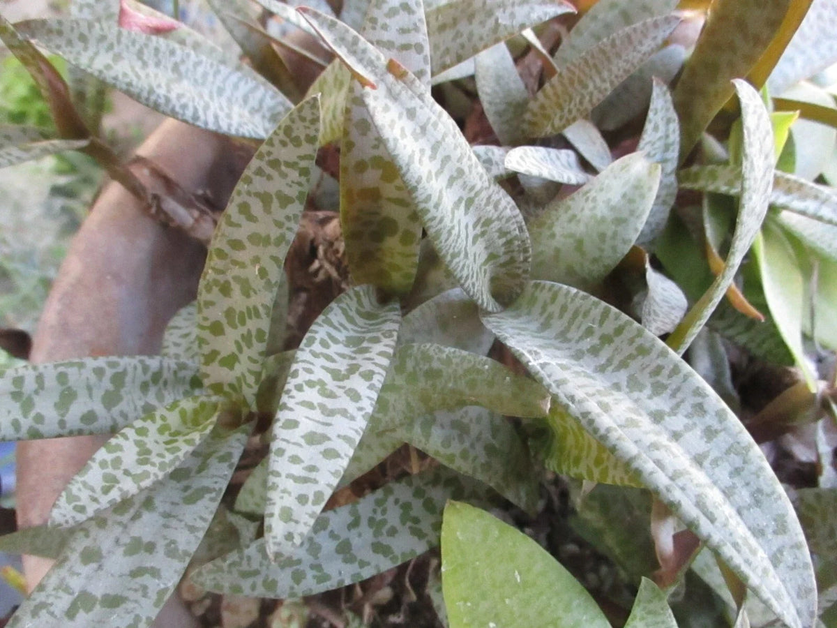 Drimiopsis Live Plants - Silver Squill Clusters, 4 Bulbs - Ledebouria Socialis, Indoor Houseplants, Easy Care Greenery