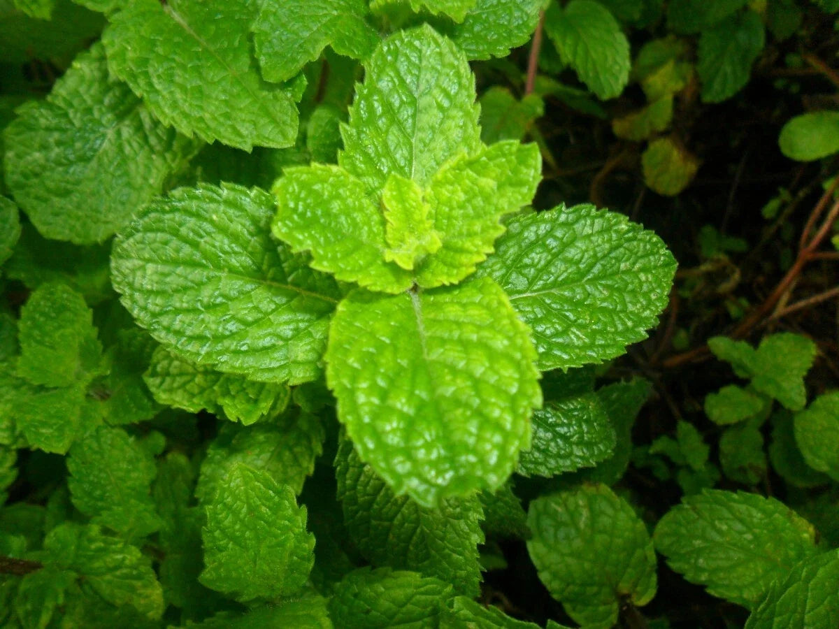 Spearmint Seeds 2500 Count Non-GMO Herb Mentha spicata for Garden and Tea