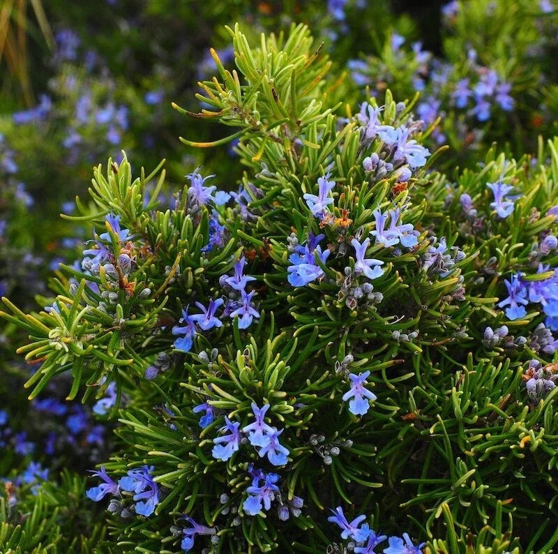 Rosemary Live Plant - Upright Variety in Pot, Culinary Herb, Salvia rosmarinus, 6-8 Inches Tall, Aromatic Kitchen Essential