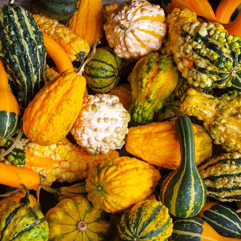 Small Ornamental Gourd Seeds - Warted Indy Mix for 2025 Planting (Cucurbita pepo) - Miniature Gourds for Decor and Crafts