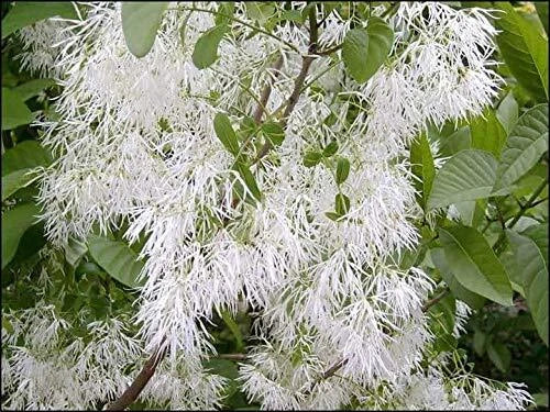 White Fringe Tree Seeds (30 Seeds) - Chionanthus virginicus - Fragrant White Flowers for Gardening and Planting