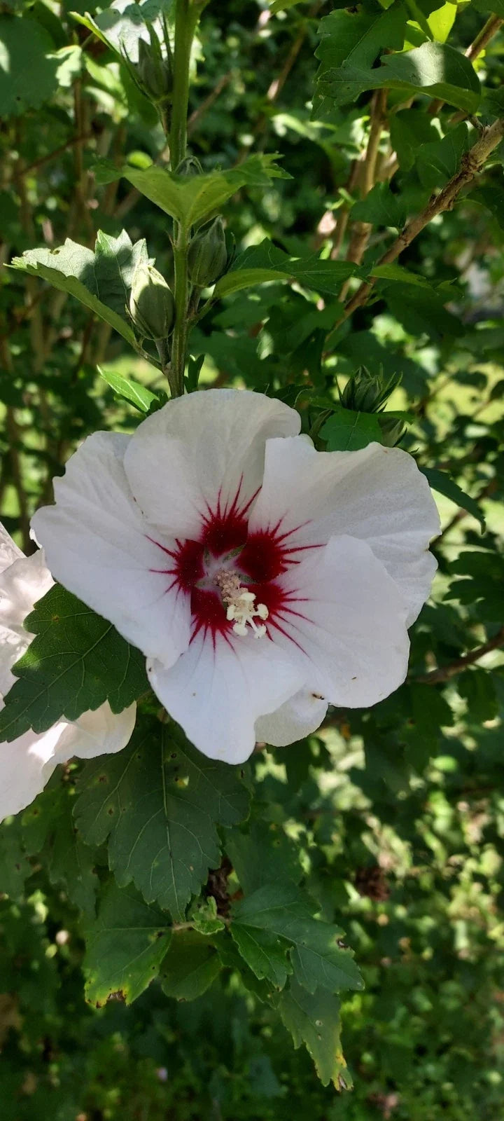 Unrooted Cuttings of White and Maroon Rose of Sharon, Hibiscus syriacus - Vibrant Blooms for Easy Gardening