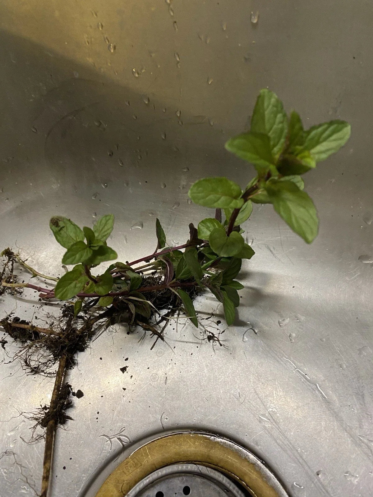 Chocolate Mint Plant Roots - 4 Pack - Mentha × piperita 'Chocolate' - Easy to Grow Culinary Herb for Home Gardens