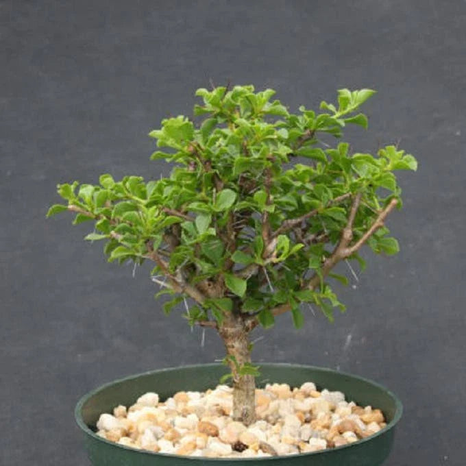 Rare Bonsai Tree Cactus 6" - Abrojo Cacti - Pereskia portulacifolia - Unique Indoor/Outdoor Plant
