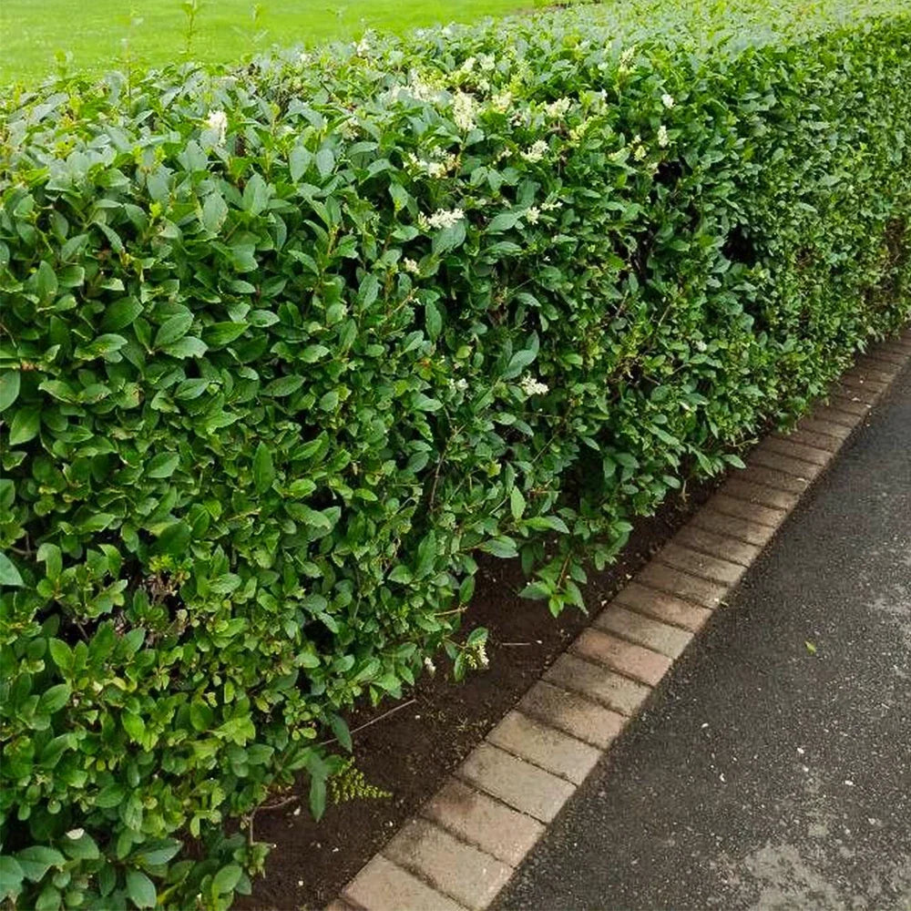 Common Privet Starter Bush - Bare Root - Ligustrum vulgare - Fast-Growing Privacy Hedge Plant for Lush Hedges and Borders