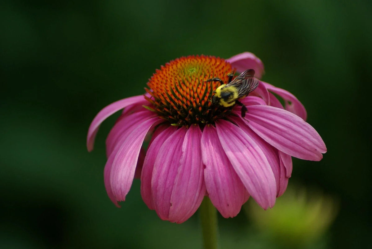 Echinacea Seeds Packet - Sweet Pow Wow Berry Coneflower - Rudbeckia purpurea - Pollinator Friendly, Drought-Tolerant Variety