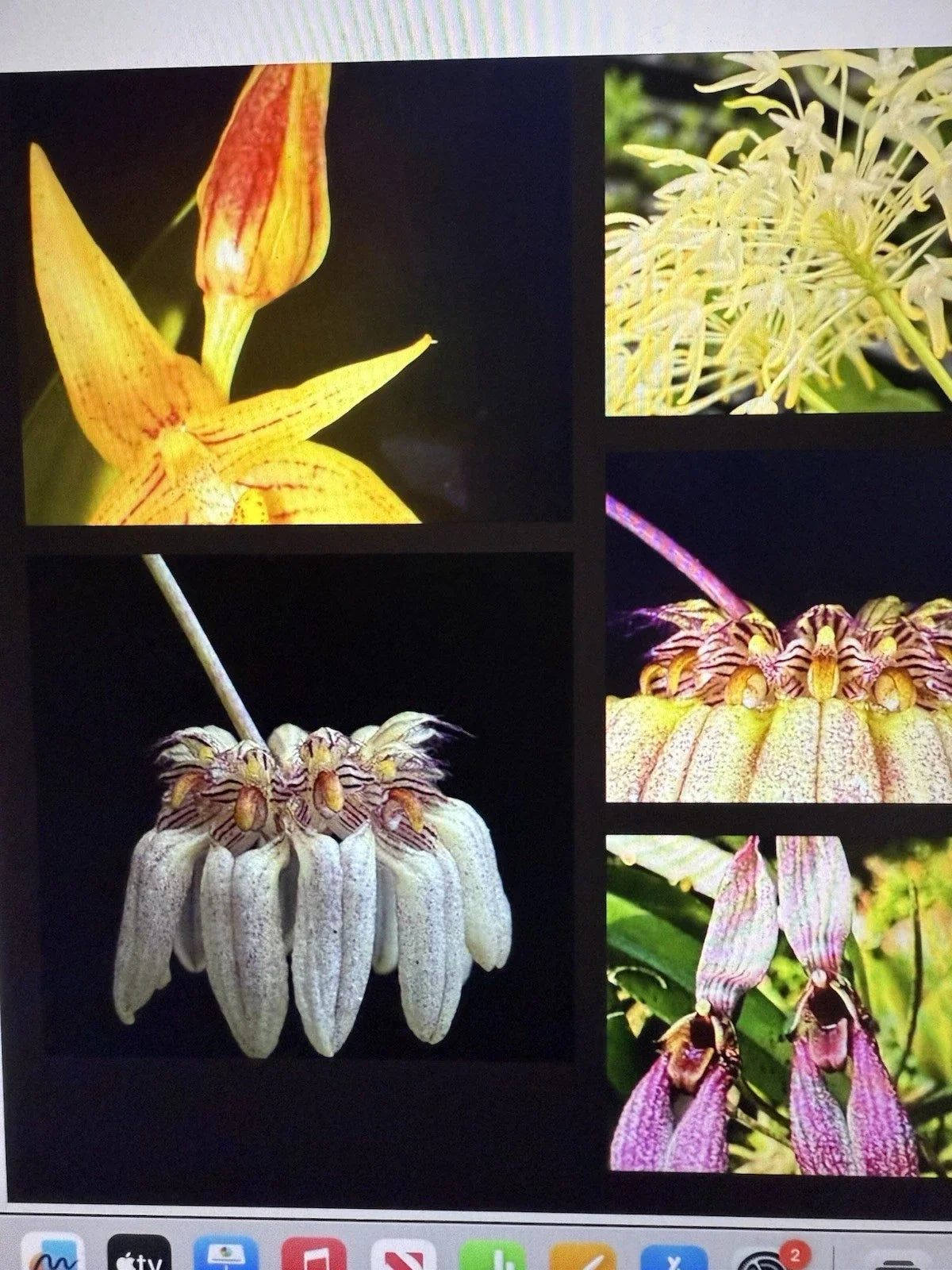 Bulbophyllum Orchid Plant Bulbs - 2 Small Rooted Bulbs, Unique Flowering Variety, Bulbophyllum spp.