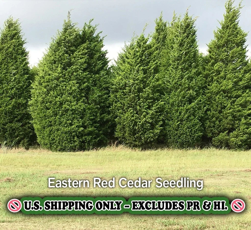 Eastern Red Cedar Tree Quart Pot Live Plant Juniperus virginiana Drought-Tolerant Evergreen Zones 2-9 Ships to CA