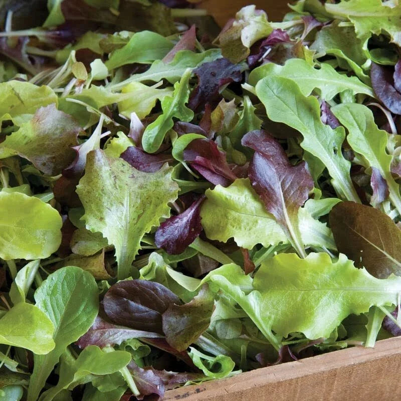 Gourmet Lettuce Mix Seeds 500 Heirloom Varieties Lactuca sativa - Allstar Gardening - Colorful Salad Greens for Planting