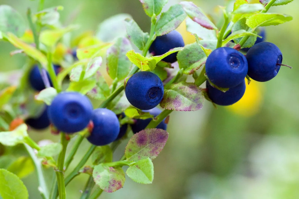Bilberry Seeds - 30 Seeds - Dwarf Shrub - Vaccinium myrtillus - Compact Berry Plant for Garden - Easy to Grow