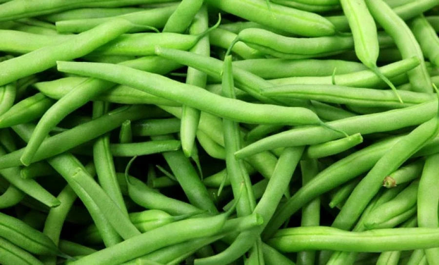 Green Bean Seeds - 1 oz Burpee Stringless Variety - Phaseolus vulgaris - Non-GMO, High Yield, Fresh Seed for Home Garden
