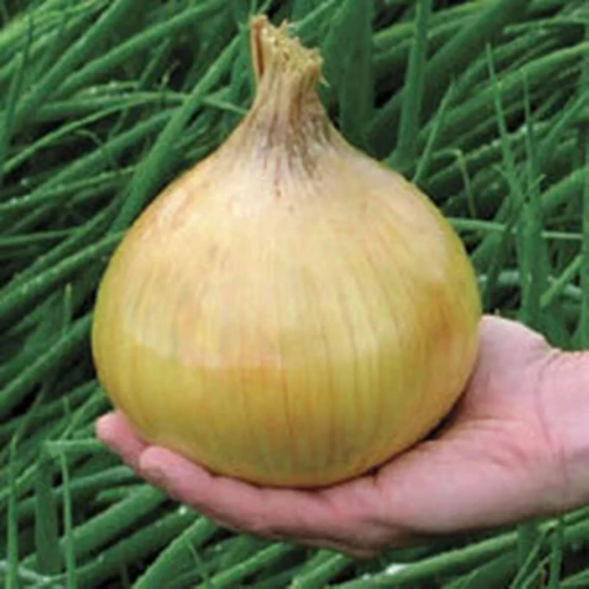 Ailsa Craig Exhibition Onion Seeds - 25 Non-GMO Seeds - Allium cepa - Perfect for Home Gardening
