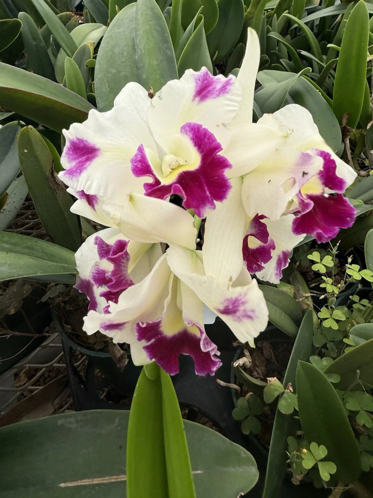 Cattleya Orchid Plant - 3 Stem Variety - Surprise Colors - 3-Inch Pot - Cattleya spp. - Indoor Flowering Plant
