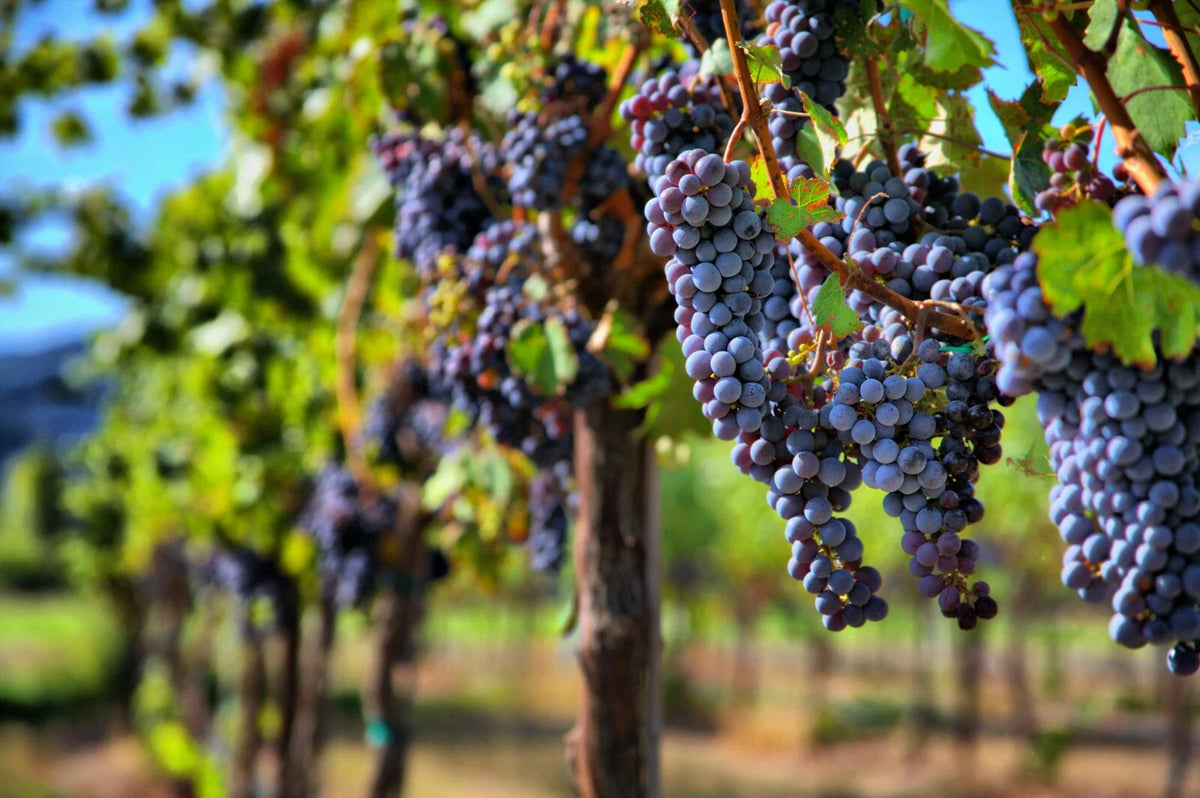 Grape Vine Seeds 30 Pack, Vitis vinifera, Wine Grape Seeds for Planting, Home Garden, Non-GMO, Fruit Variety