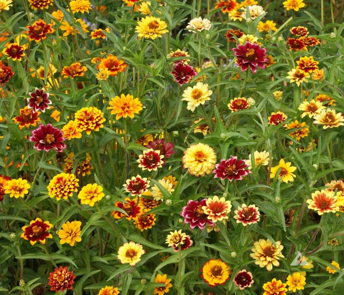 Zinnia Seeds Mix - Persian Carpet - Bi-Colored Blooms - Zinnia elegans - Premium Non-GMO Seed Packet