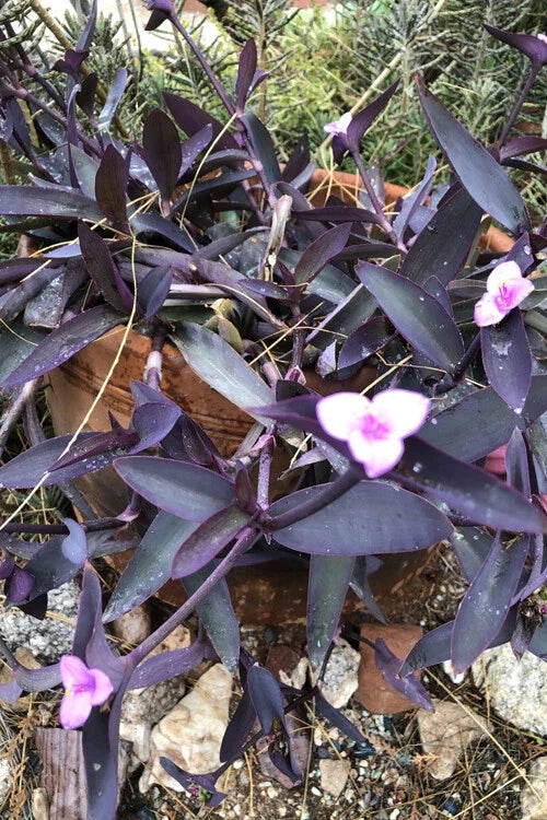 Wandering Jew Cuttings Lot of 10 Purple Heart Tradescantia pallida Organic Healthy Plant Cuttings for Indoor Garden