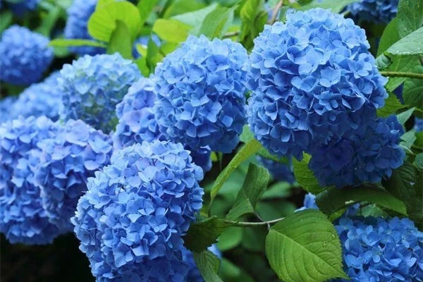 Blue Hydrangea Plant Cutting 3-8" Tall Fully Rooted Live Plant Hydrangea macrophylla - Vibrant Blue Blooms for Garden