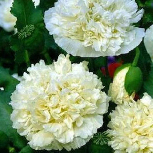 Cream Peony Poppy Seeds - 105 Non-GMO Papaver paeoniflorum for Garden, Easy to Grow, Fragrant Cream Blooms