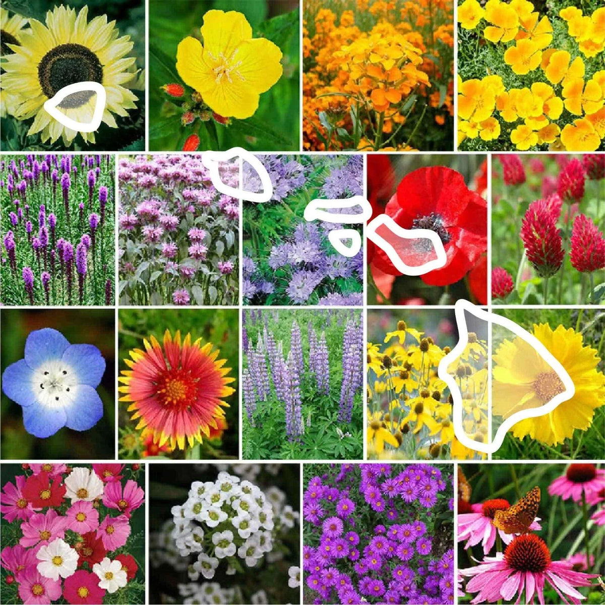 Hawaii Wildflower Seed Mix - 1000 Non-GMO Seeds - Perennial & Annual Blend - Hawaiian Pollinator Garden