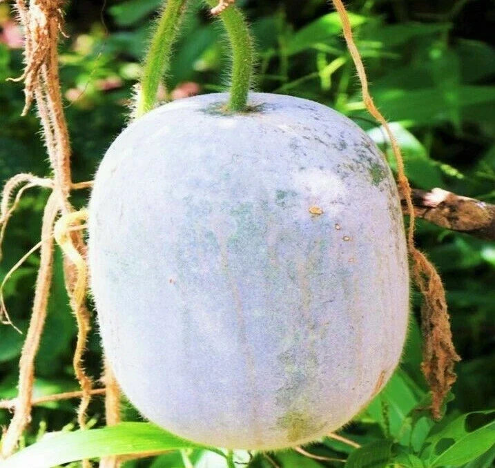 Giant White Skin Winter Melon Seeds - Dong Gua Ash Wax Gourd - 20 Non-GMO Seeds - Benincasa hispida - Asian Vegetable Seeds