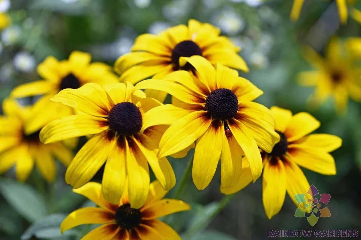 Black Eyed Susan Seeds - 200+ Count - Rudbeckia Hirta - Yellow Blooms - USA Garden Planting