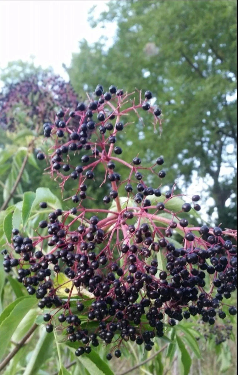 12 Unrooted Elderberry Cuttings - Edible Berries & Wildlife Support - Sambucus canadensis - Perfect for Gardens & Pollinators