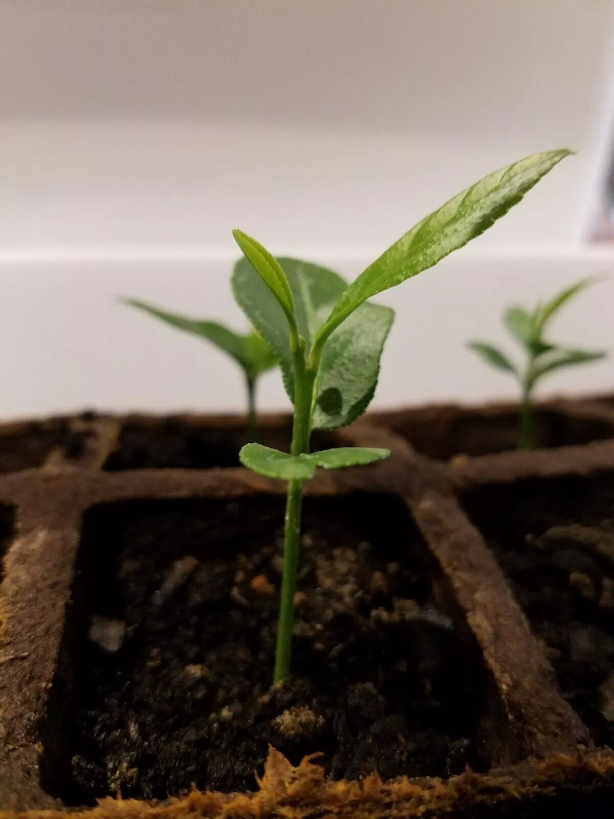 Meyer Lemon Tree Starter Plant 3"-6" Organic Non-GMO Citrus × meyeri Indoor/Outdoor, Juicy Fruit for Home Garden